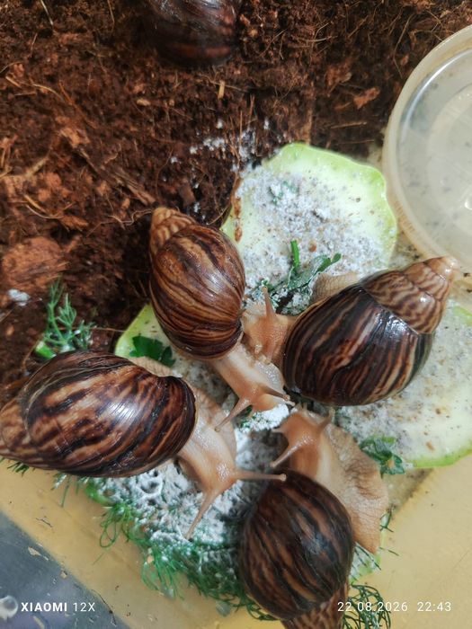 Улитки Ахатины .