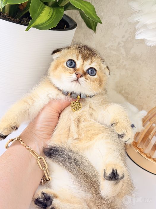 Котята чистокровные