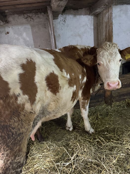 Vând vacă pentru abator