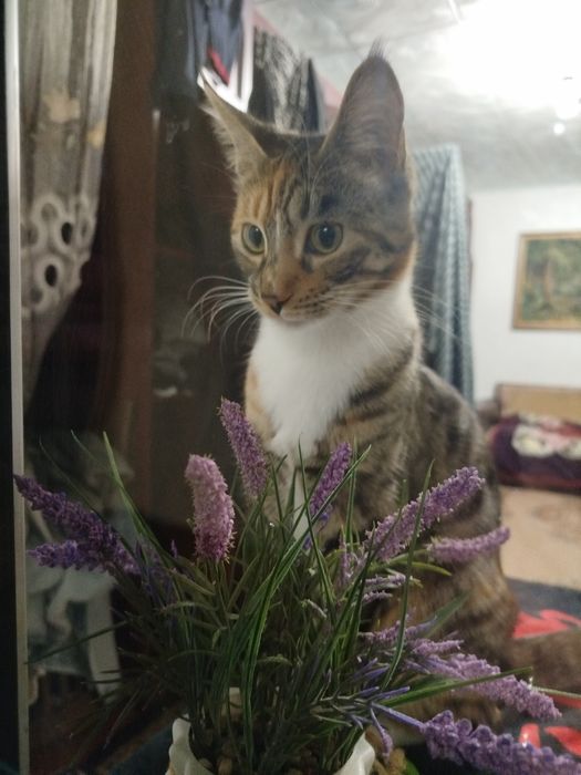 Отдам двух кошек