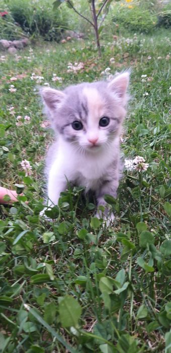 Подарю в добрые руки двух кошечек