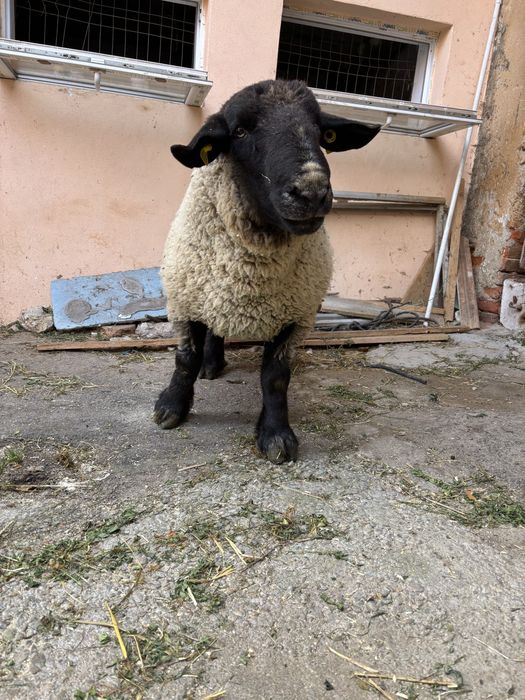 Vând berbec suffolk