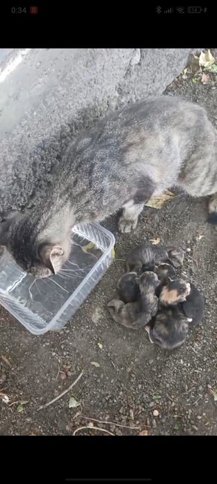 Отдам котят в хорошие руки
