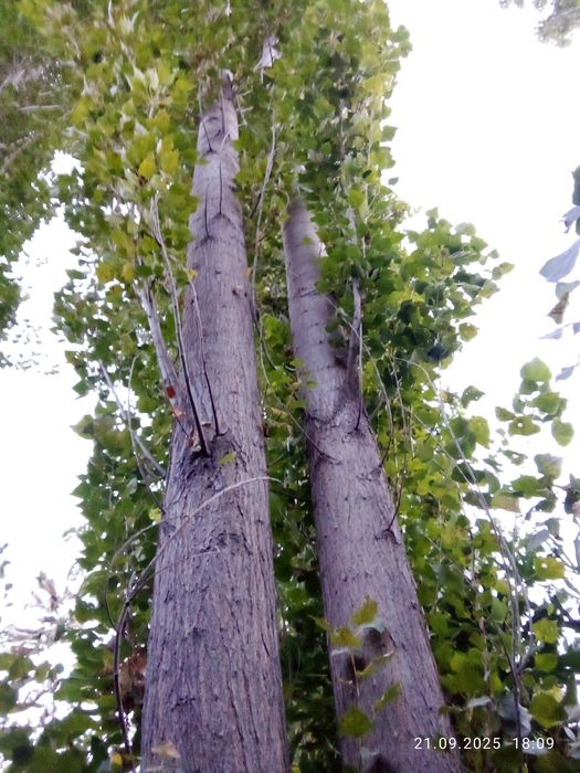 Teraklar sotiladi oq va koʻk terak