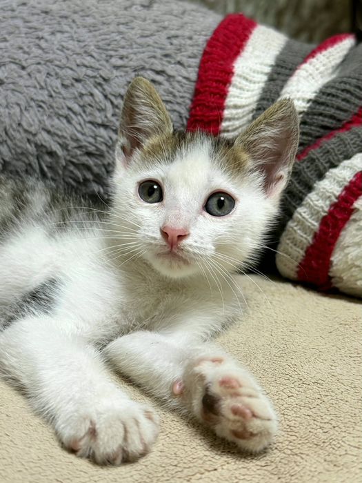 Котёнок мальчик в добрые руки