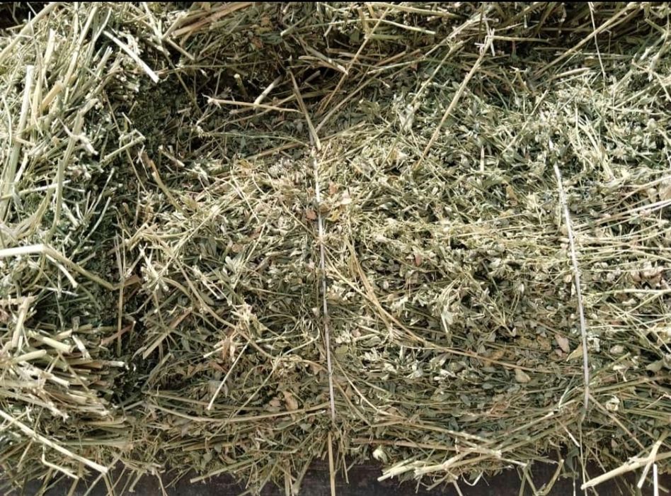 Сено Жонышка Сникерс Люцерна