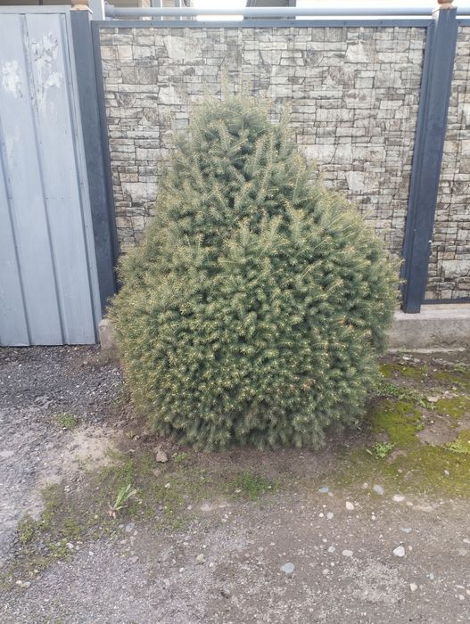 Ёлка,Ель, Туя, изгородь