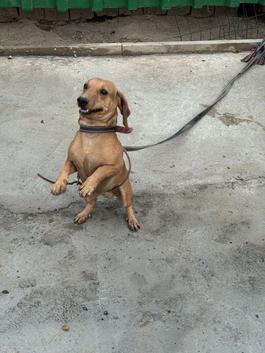 Продается собака такса с домиком