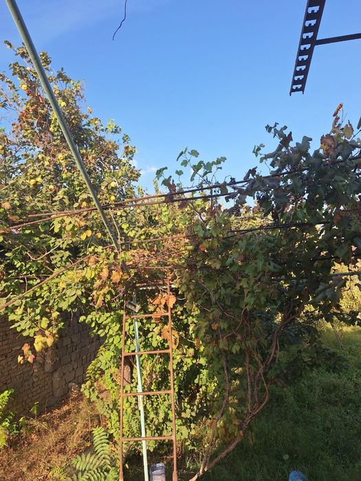 Зарафшон ОАЗИСда ховли