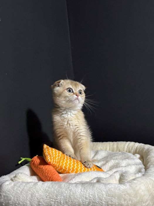 Шотландские котята шиншилла