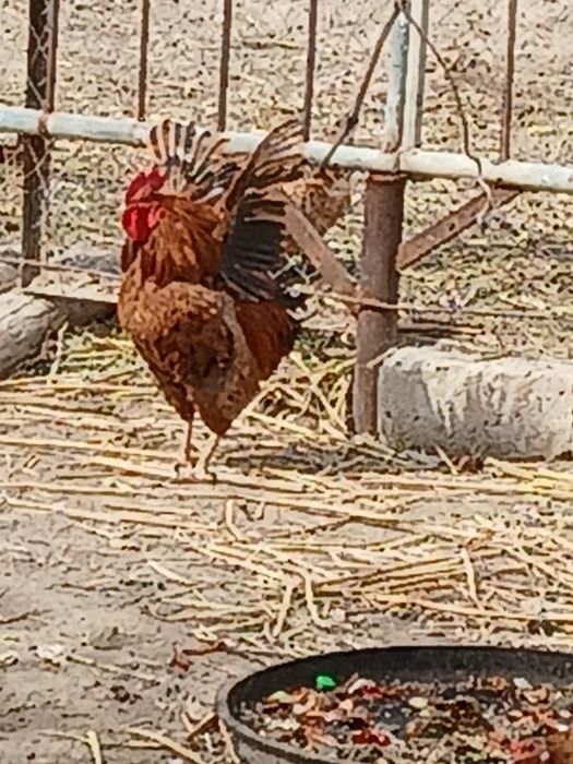 Кораз сатам 2 штук