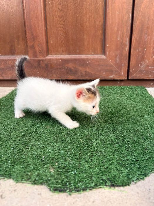 Котенца на 2 месеца търсят дом в Русе