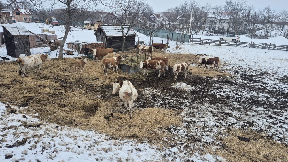 Vaci Baltat Românesc linie carne