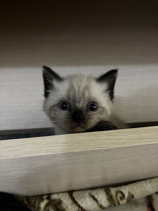 продам сиамского котенка