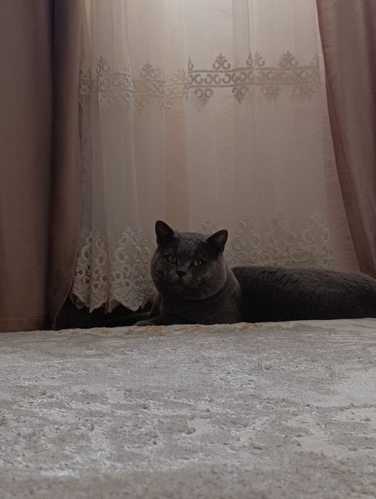 Вязка Британский кот