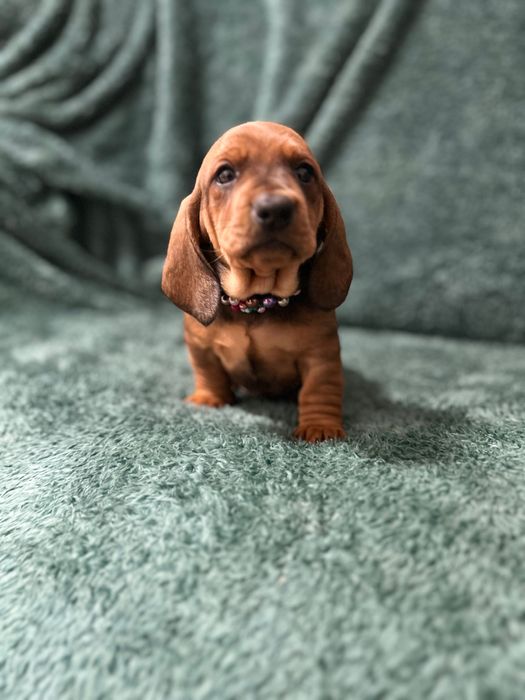 Mascul teckel cu Pedigree FCI