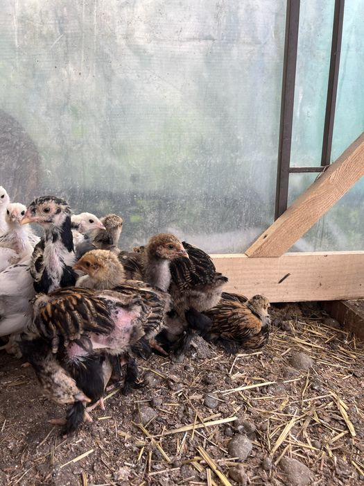 pui brahma gold laced