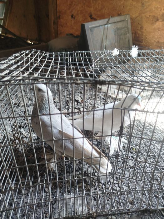 Продам голубей .