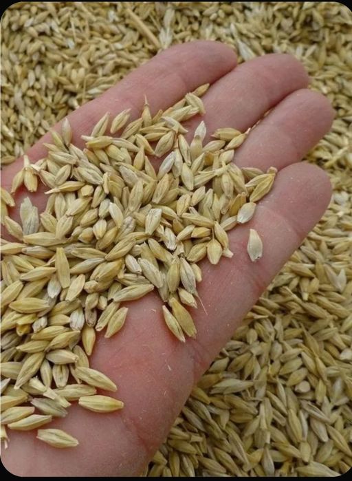 Продам ячмень ячмень