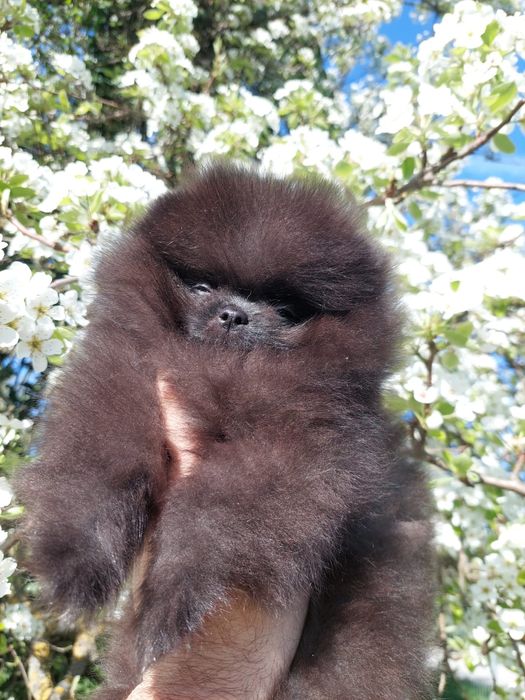 Mascul Pomeranian cu pedigree ACHR