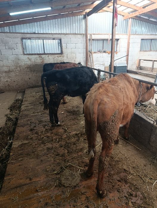 Продаются тёлки.