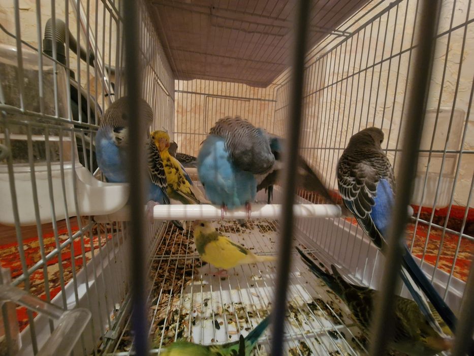 Волнистый попугай