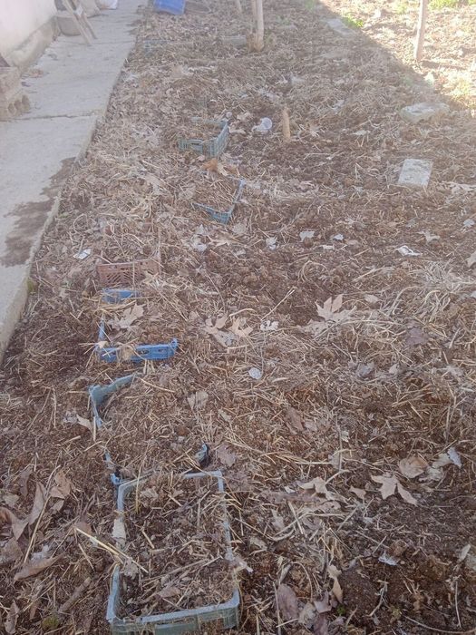 Biogomus ôğit toza ishonchli