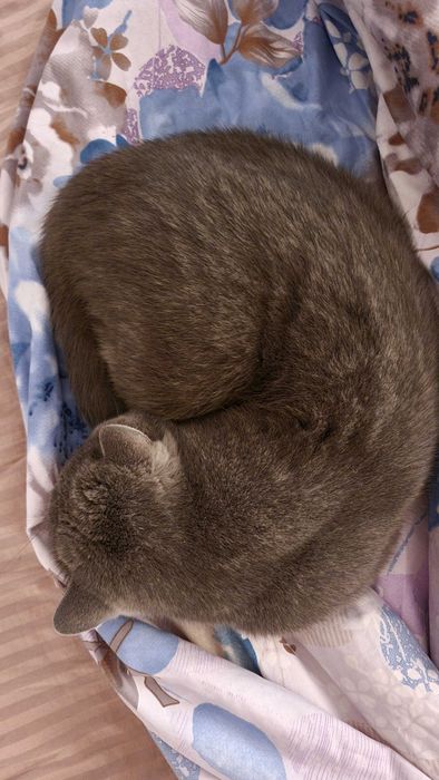 Кот британец,5 лет, 5,5 кг, кастрирован.