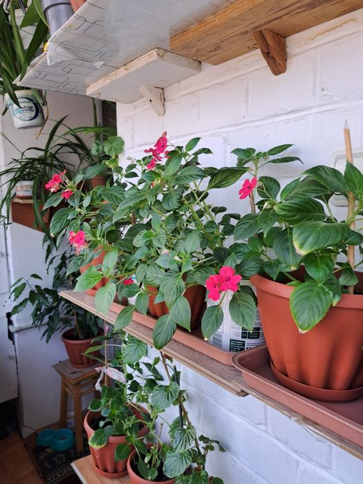 Продам цветы в Коктале