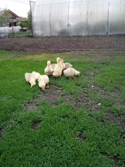 Продается гусята