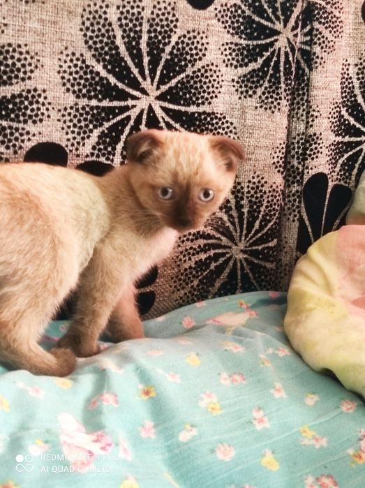 Отдам котят в хорошие руки