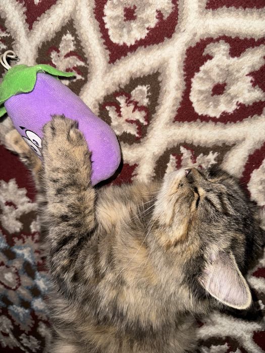 Кошка по кличке Мия