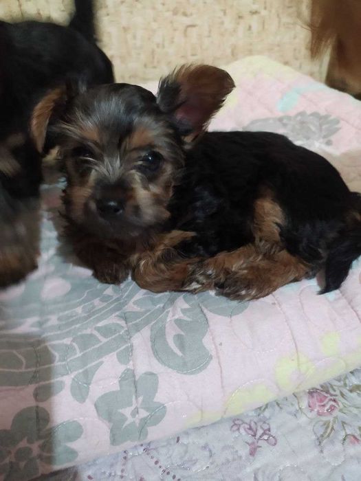 Йоркширский терьер