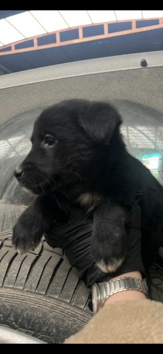 Щенок девочка в хорошие руки