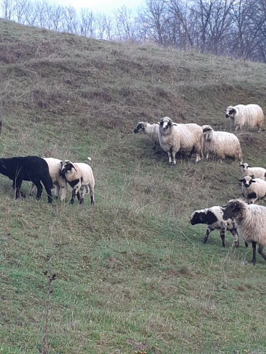 oi și berbec de vanzare