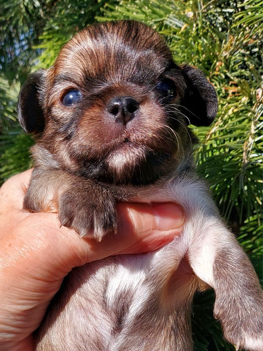Продаю щенков чихуахуа