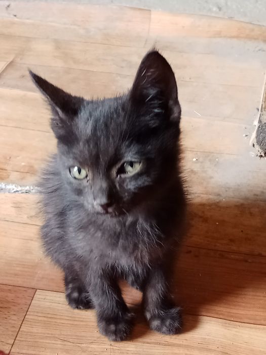 даром в  добрые руки