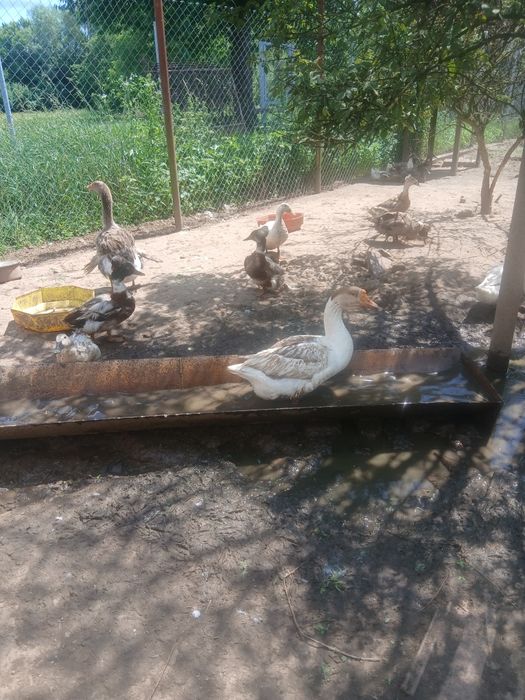 Gâște și rate disponibile