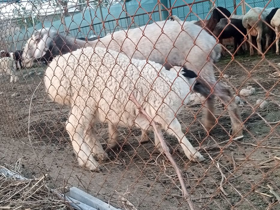 Qara quloq qochqor sotiladi