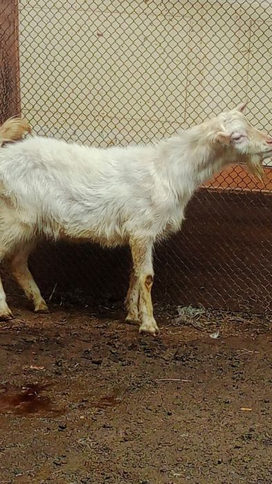 Теке сатам занен Сүтті бағытта