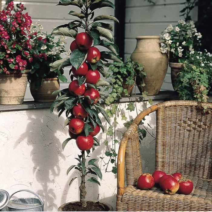 Pomi columnari ( toamna 2024 )