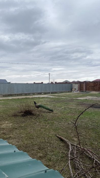 Павлин для дома кросата