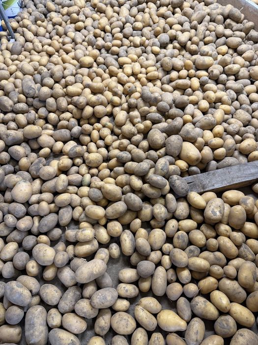 Продавам картофи сорт сорая и агата