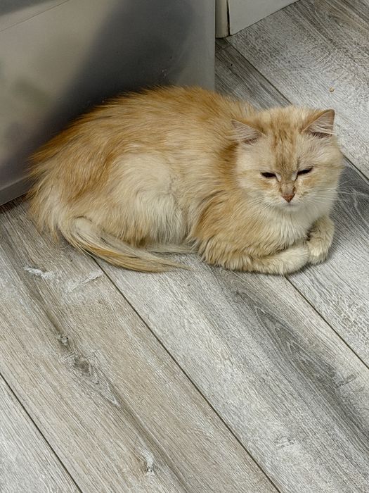 Кот, молодой парень Персик, в поисках семьи.