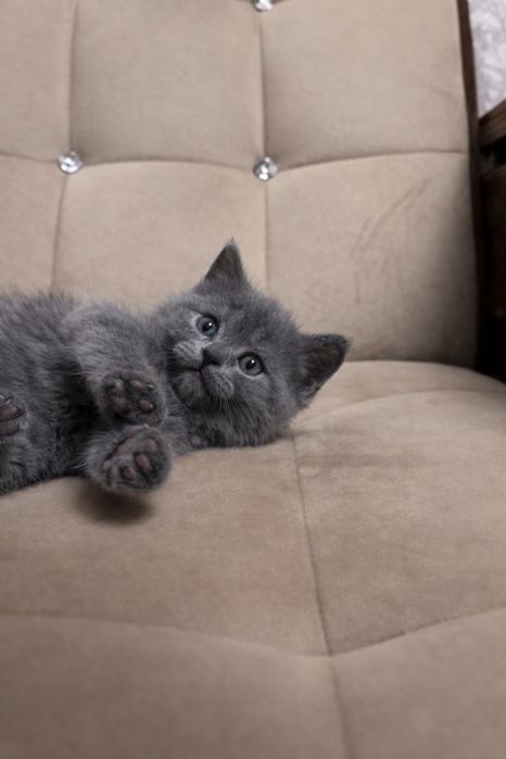 Скоттиш страйт девочка срочно продается