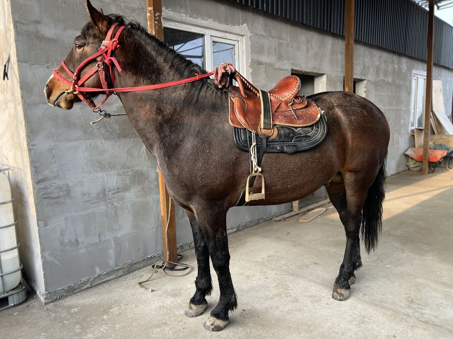 Айғыр 5 жасар Ағылшын-Дончак