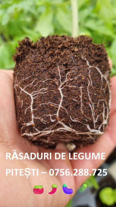 Rasaduri TRADITIONALE de legume
