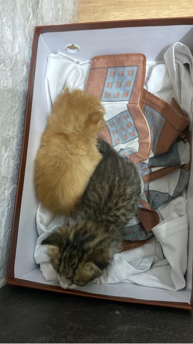 Отдам котята в хорошие руки