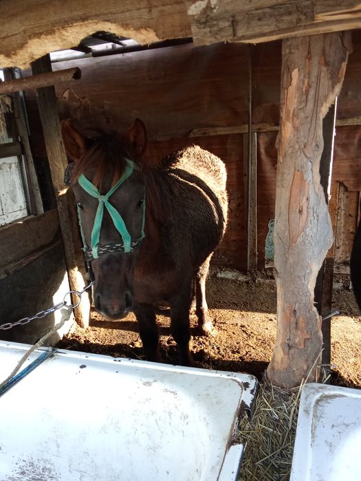 Продаю кунана  жырный