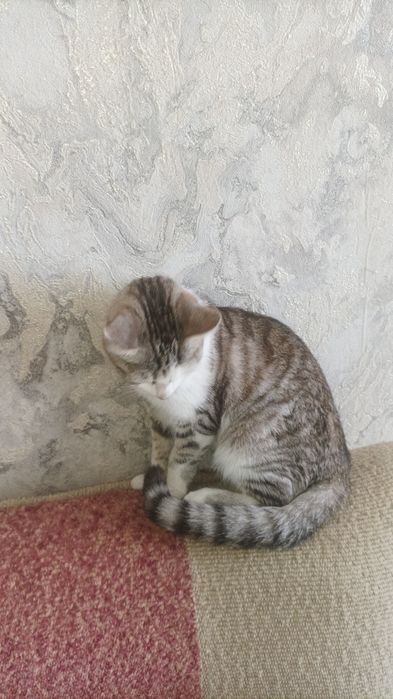Отдам красивого котика.